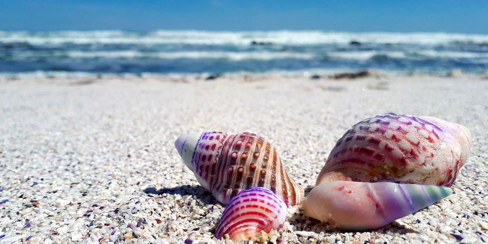 Segeltörn Grenadinen