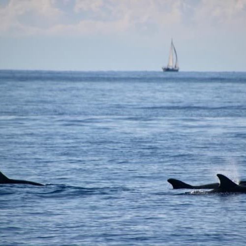 Küstenschiffer Praxistörn